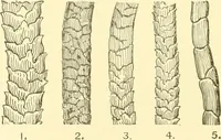 Picture 10 of 171 from Cyclopedia of textile work : a general reference library on cotton, woollen and worsted yarn manufacture, weaving, designing, chemistry and dyeing, finishing, knitting, and allied subjects (1907), leaf 30
