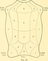 Picture 15 of 171 from Cyclopedia of textile work : a general reference library on cotton, woollen and worsted yarn manufacture, weaving, designing, chemistry and dyeing, finishing, knitting, and allied subjects (1907), leaf 46