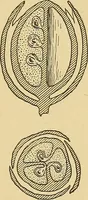 An illustration from Cyclopedia of textile work; (1907)