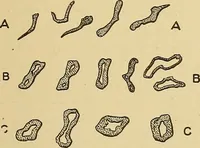 An illustration from Cyclopedia of textile work; (1907)
