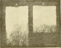 An illustration from Cyclopedia of textile work : a general reference library on cotton, woollen and worsted yarn manufacture, weaving, designing, chemistry and dyeing, finishing, knitting, and allied subjects (1907)