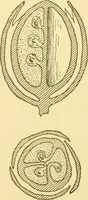 An illustration from Cyclopedia of textile work : a general reference library on cotton, woollen and worsted yarn manufacture, weaving, designing, chemistry and dyeing, finishing, knitting, and allied subjects (1907)