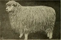 An illustration from Cyclopedia of textile work : a general reference library on cotton, woolen and worsted yarn manufacture, weaving, designing, chemistry and dyeing, finishing, knitting, and allied subjects (1911)