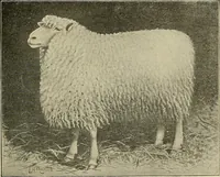 An illustration from Cyclopedia of textile work : a general reference library on cotton, woolen and worsted yarn manufacture, weaving, designing, chemistry and dyeing, finishing, knitting, and allied subjects (1911)