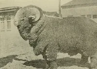 An illustration from Cyclopedia of textile work : a general reference library on cotton, woolen and worsted yarn manufacture, weaving, designing, chemistry and dyeing, finishing, knitting, and allied subjects (1911)