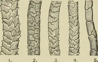 An illustration from Cyclopedia of textile work : a general reference library on cotton, woolen and worsted yarn manufacture, weaving, designing, chemistry and dyeing, finishing, knitting, and allied subjects (1911)
