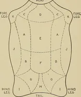 An illustration from Cyclopedia of textile work : a general reference library on cotton, woolen and worsted yarn manufacture, weaving, designing, chemistry and dyeing, finishing, knitting, and allied subjects (1911)