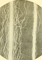 An illustration from Cyclopedia of textile work : a general reference library on cotton, woolen and worsted yarn manufacture, weaving, designing, chemistry and dyeing, finishing, knitting, and allied subjects (1911)