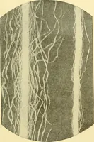 An illustration from Cyclopedia of textile work : a general reference library on cotton, woollen and worsted yarn manufacture, weaving, designing, chemistry and dyeing, finishing, knitting, and allied subjects (1907)
