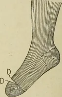 An illustration from Cyclopedia of textile work : a general reference library on cotton, woolen and worsted yarn manufacture, weaving, designing, chemistry and dyeing, finishing, knitting, and allied subjects (1911)