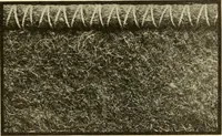 Picture 243 of 257 from Cyclopedia of textile work : a general reference library on cotton, woollen and worsted yarn manufacture, weaving, designing, chemistry and dyeing, finishing, knitting, and allied subjects (1907), leaf 365