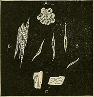 An illustration from Cyclopedia of textile work : a general reference library on cotton, woolen and worsted yarn manufacture, weaving, designing, chemistry and dyeing, finishing, knitting, and allied subjects (1911)