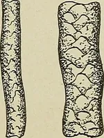 An illustration from Cyclopedia of textile work : a general reference library on cotton, woolen and worsted yarn manufacture, weaving, designing, chemistry and dyeing, finishing, knitting, and allied subjects (1911)