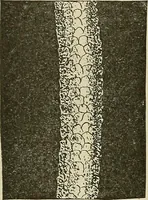 An illustration from Cyclopedia of textile work : a general reference library on cotton, woolen and worsted yarn manufacture, weaving, designing, chemistry and dyeing, finishing, knitting, and allied subjects (1911)