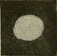 An illustration from Cyclopedia of textile work : a general reference library on cotton, woolen and worsted yarn manufacture, weaving, designing, chemistry and dyeing, finishing, knitting, and allied subjects (1911)