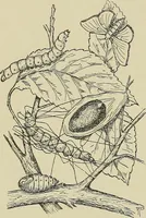 An illustration from Cyclopedia of textile work : a general reference library on cotton, woolen and worsted yarn manufacture, weaving, designing, chemistry and dyeing, finishing, knitting, and allied subjects (1911)