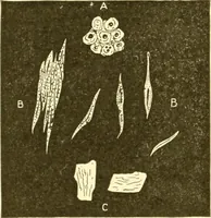 An illustration from Cyclopedia of textile work : a general reference library on cotton, woollen and worsted yarn manufacture, weaving, designing, chemistry and dyeing, finishing, knitting, and allied subjects (1907)