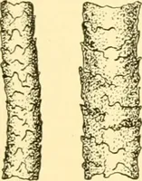 An illustration from Cyclopedia of textile work : a general reference library on cotton, woollen and worsted yarn manufacture, weaving, designing, chemistry and dyeing, finishing, knitting, and allied subjects (1907)