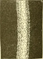 An illustration from Cyclopedia of textile work : a general reference library on cotton, woollen and worsted yarn manufacture, weaving, designing, chemistry and dyeing, finishing, knitting, and allied subjects (1907)