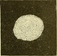 An illustration from Cyclopedia of textile work : a general reference library on cotton, woollen and worsted yarn manufacture, weaving, designing, chemistry and dyeing, finishing, knitting, and allied subjects (1907)