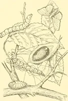 An illustration from Cyclopedia of textile work : a general reference library on cotton, woollen and worsted yarn manufacture, weaving, designing, chemistry and dyeing, finishing, knitting, and allied subjects (1907)
