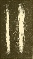 An illustration from Cyclopedia of textile work : a general reference library on cotton, woollen and worsted yarn manufacture, weaving, designing, chemistry and dyeing, finishing, knitting, and allied subjects (1907)