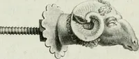 Picture 13 of 78 from Dactyliotheca Smithiana (1767), leaf 367