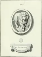 An illustration from Dactyliotheca Smithiana (1767)
