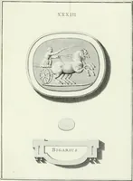 An illustration from Dactyliotheca Smithiana (1767)