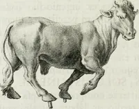 An illustration from Dactyliotheca Smithiana (1767)