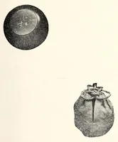An illustration from Dai 2-kai Akaboshi-ke shozohin nyusatsu (1917)