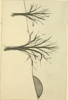 An illustration from Daily program of gift and occupation work (1904)