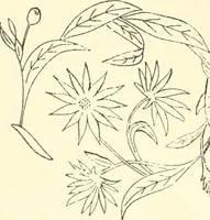 An illustration from Dainty work for pleasure and profit (1891)