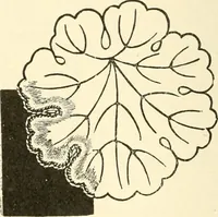 An illustration from Dainty work for pleasure and profit (1891)