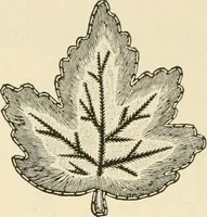 An illustration from Dainty work for pleasure and profit (1891)