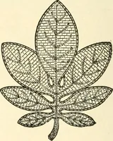 An illustration from Dainty work for pleasure and profit (1891)