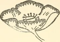 An illustration from Dainty work for pleasure and profit (1891)