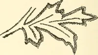 An illustration from Dainty work for pleasure and profit (1891)