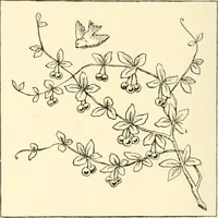 An illustration from Dainty work for pleasure and profit (1891)