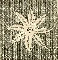 Picture 99 of 391 from Dainty work for pleasure and profit (1891), leaf 134