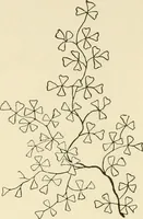 An illustration from Dainty work for pleasure and profit (1891)