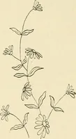 An illustration from Dainty work for pleasure and profit (1891)