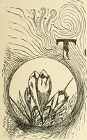 Picture 114 of 391 from Dainty work for pleasure and profit (1891), leaf 146