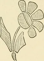 An illustration from Dainty work for pleasure and profit (1891)