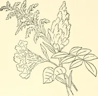 An illustration from Dainty work for pleasure and profit (1891)