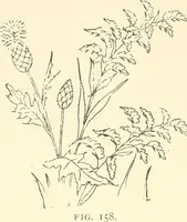 Picture 167 of 391 from Dainty work for pleasure and profit (1891), leaf 197