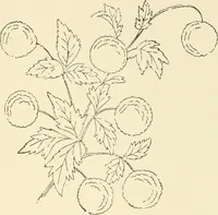 An illustration from Dainty work for pleasure and profit (1891)