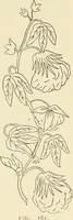 An illustration from Dainty work for pleasure and profit (1891)