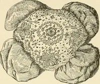 An illustration from Dainty work for pleasure and profit (1891)