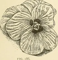 Picture 196 of 391 from Dainty work for pleasure and profit (1891), leaf 220